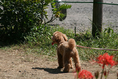 「犬」編